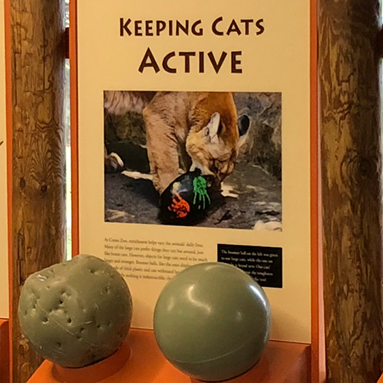 large cats exhibit